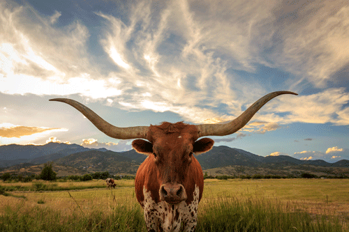 Texas BBQ